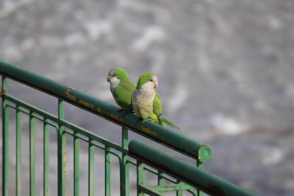 Monk parakeets