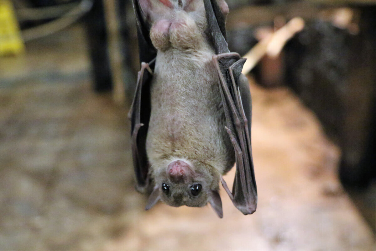 fruit-bat-1582189