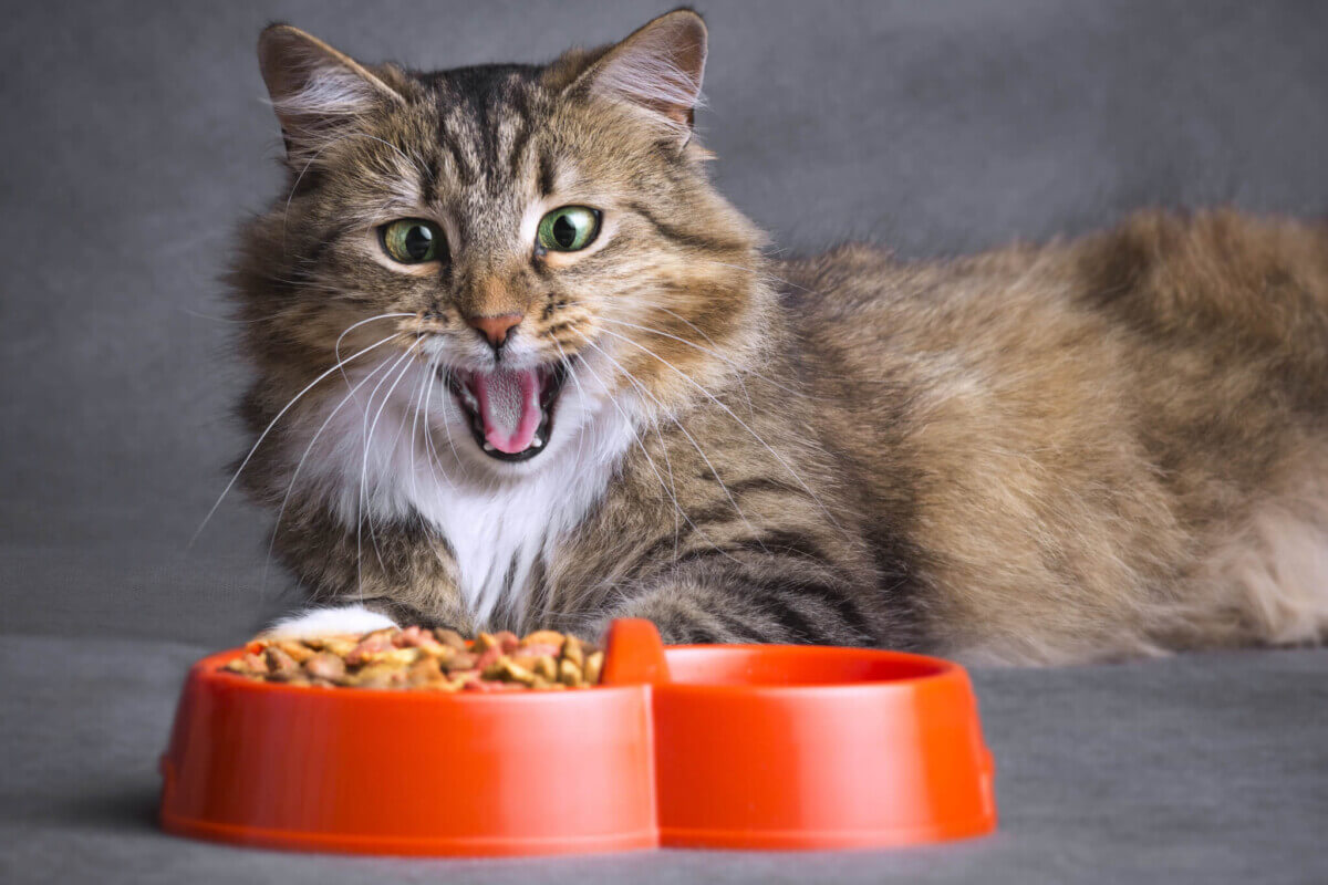 Cat opening its mouth looking at food