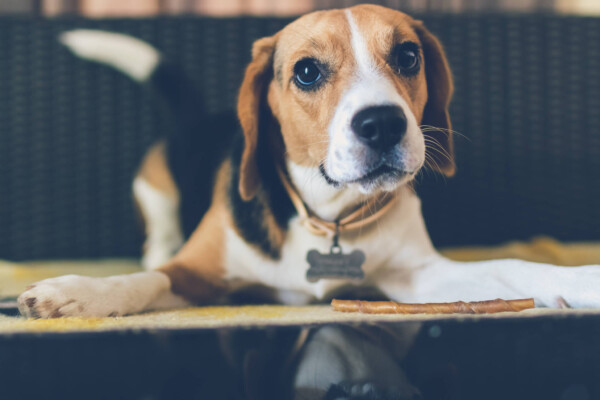 Dog photo: Beagle