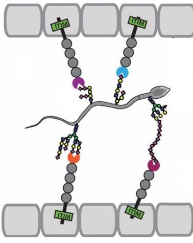 Sperm reaching egg