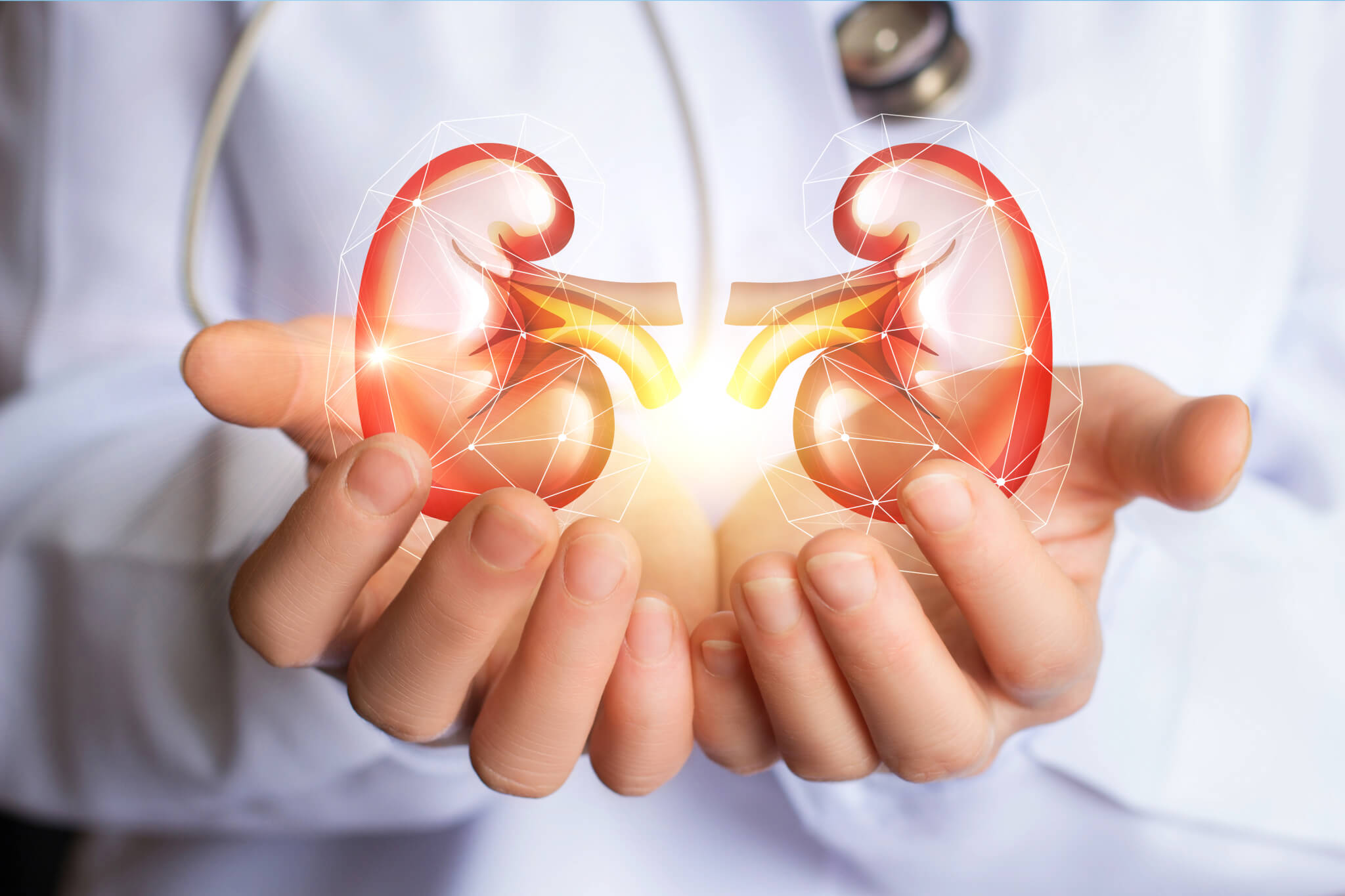 Doctor holding kidneys