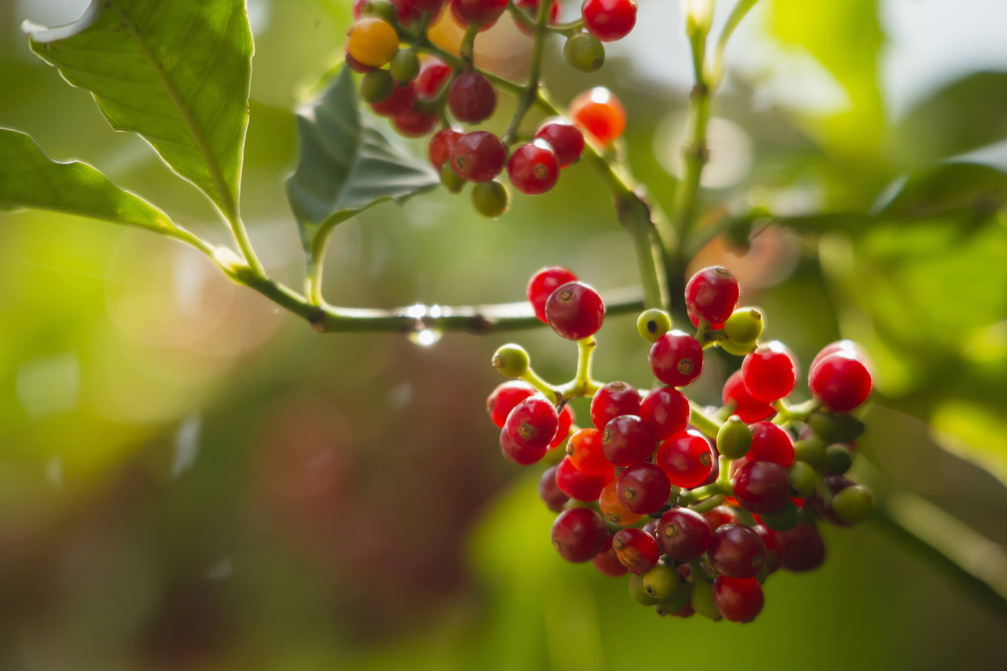 Chacrona 'Psychotria viridis', one of the Ayahuasca plants.