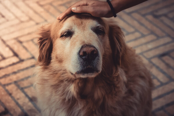 Pet owner petting a dog