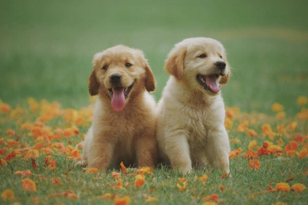 Dogs: Golden Retriever puppies