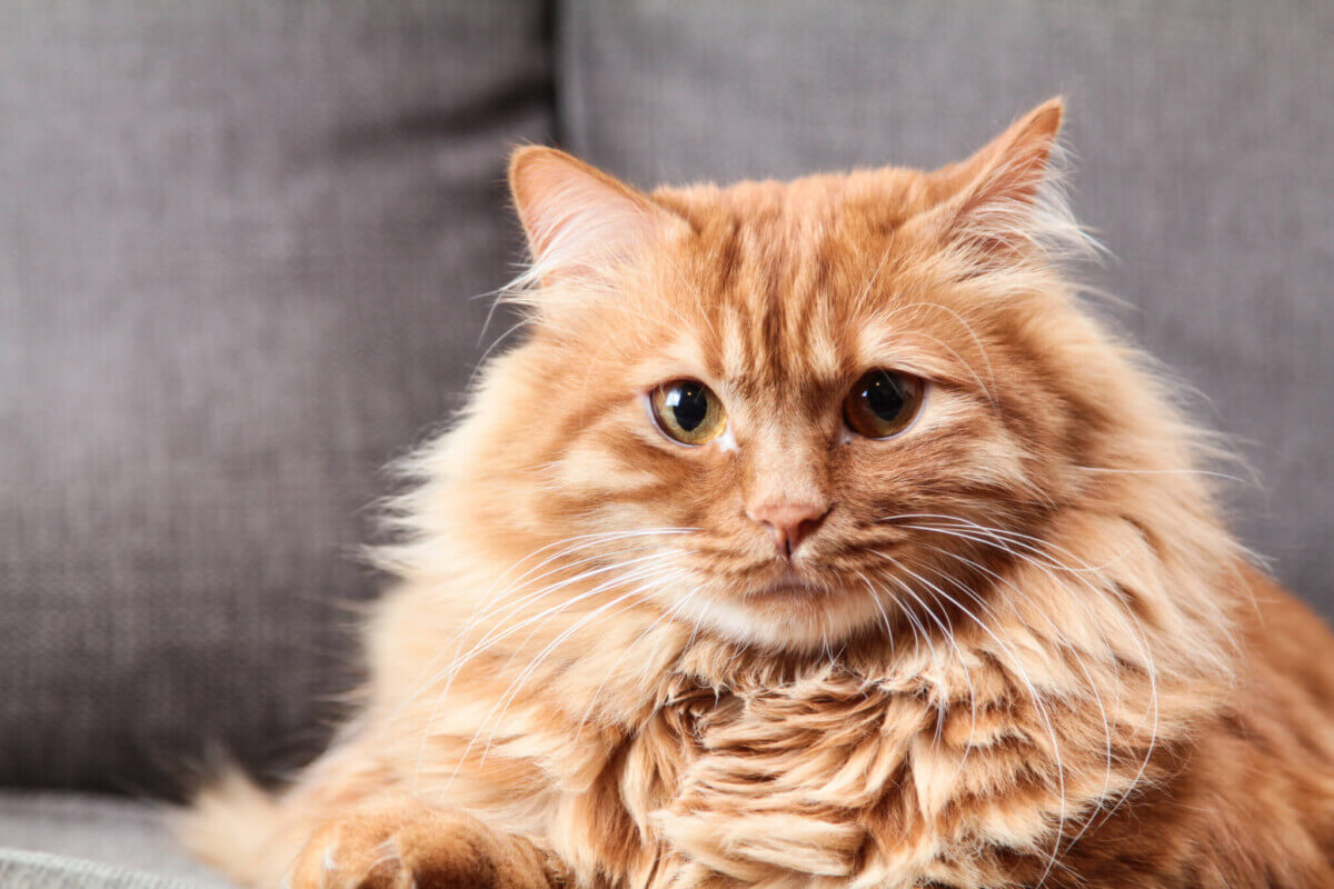 adorable-animal-cat-751050