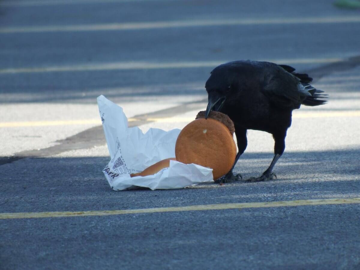 Crow eating a burger in a city