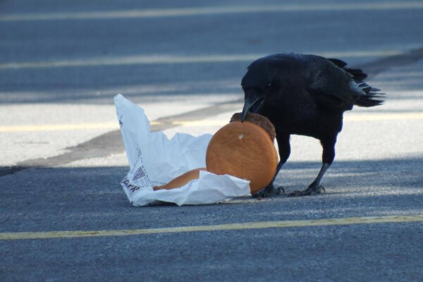Crow eating a burger in a city