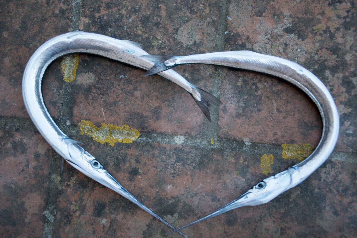 Garfish