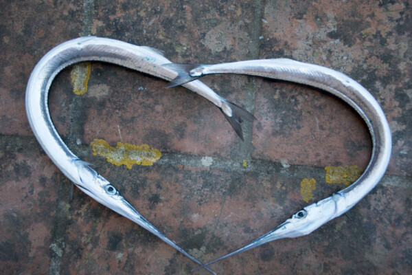 Garfish