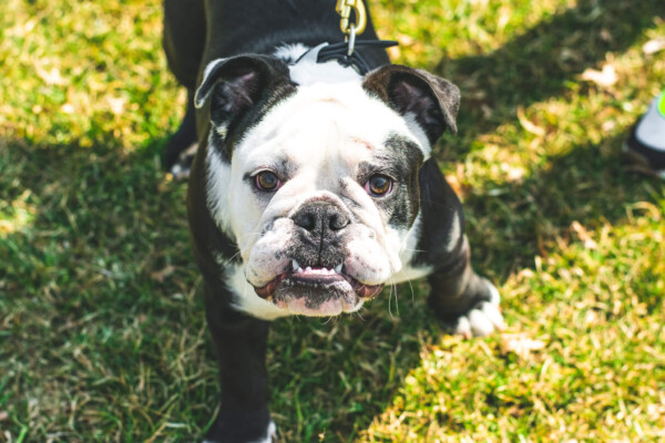 French bulldog