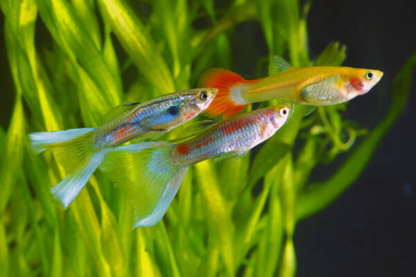 Guppies swimming