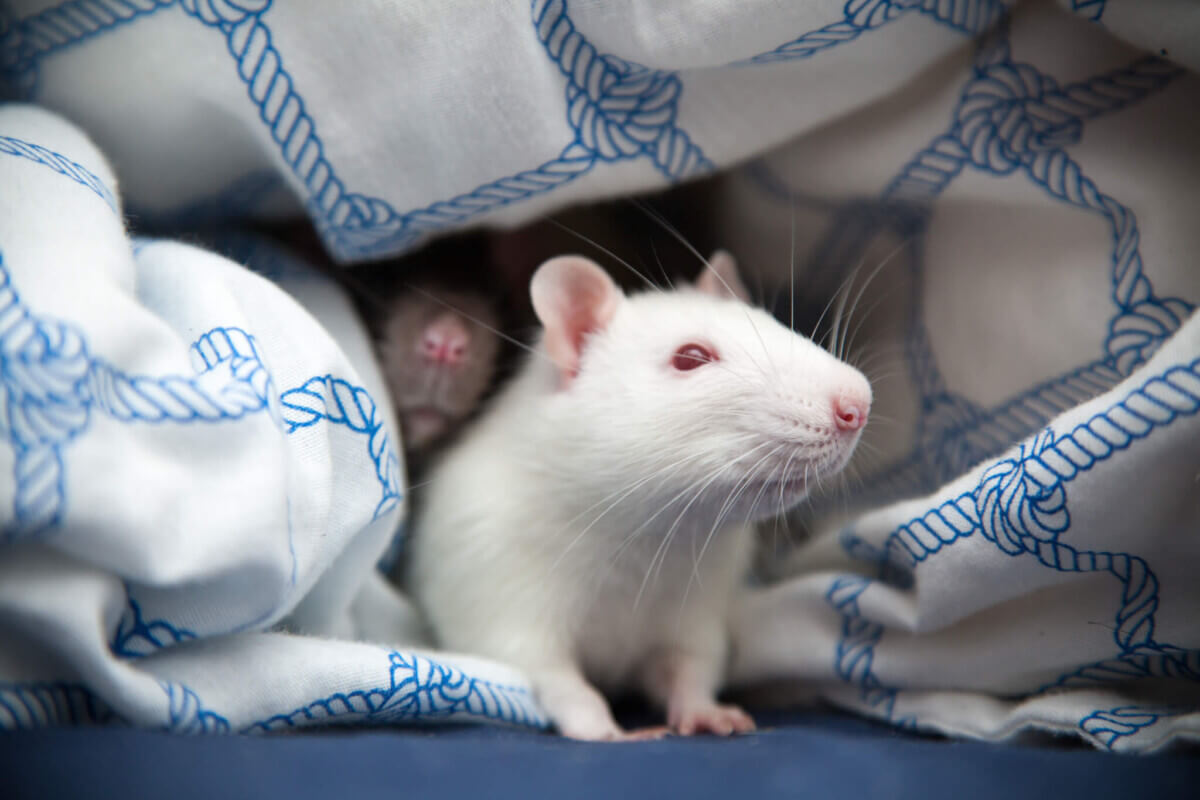 Two pet rats closeup photo