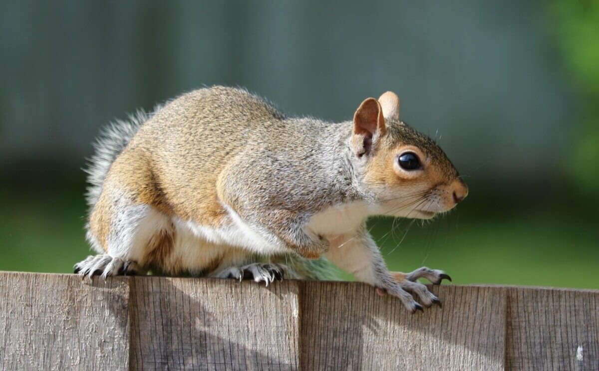 animal-animal-photography-close-up-109009