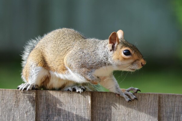 Squirrel climbing on fence