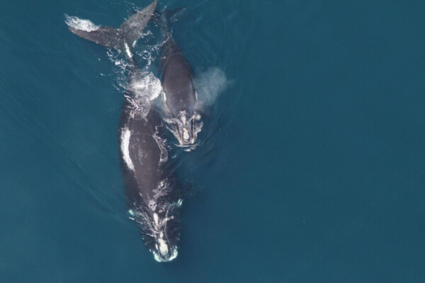 Right whale with calf