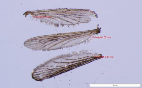 Mosquito wing legnth
