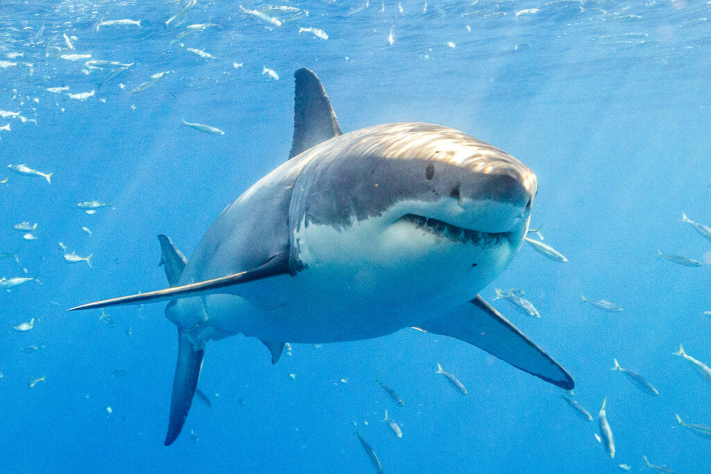 Great white shark