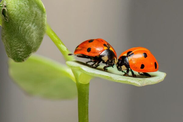 Insect love: pair of ladybugs on a green leaf