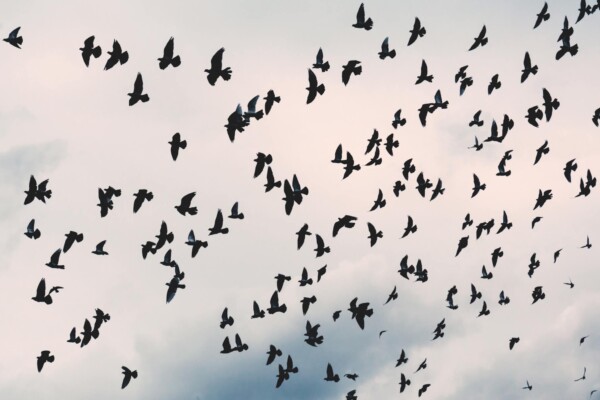 Crows flying in sky