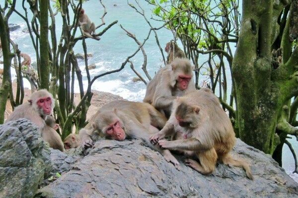 Macaques