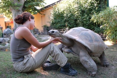 Giant tortoise