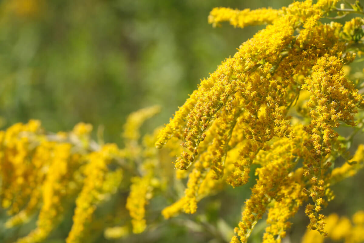 View of Solidago altissima, the Canada goldenrod or late goldenrod, flowers on the meadow in summer. Blurred background. Copy space. It’s the state flower of the U.S. states of Kentucky and Nebraska.