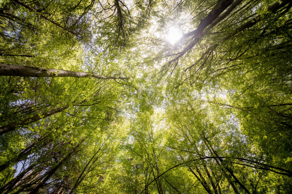 branches-countryside-daylight-environment-566496