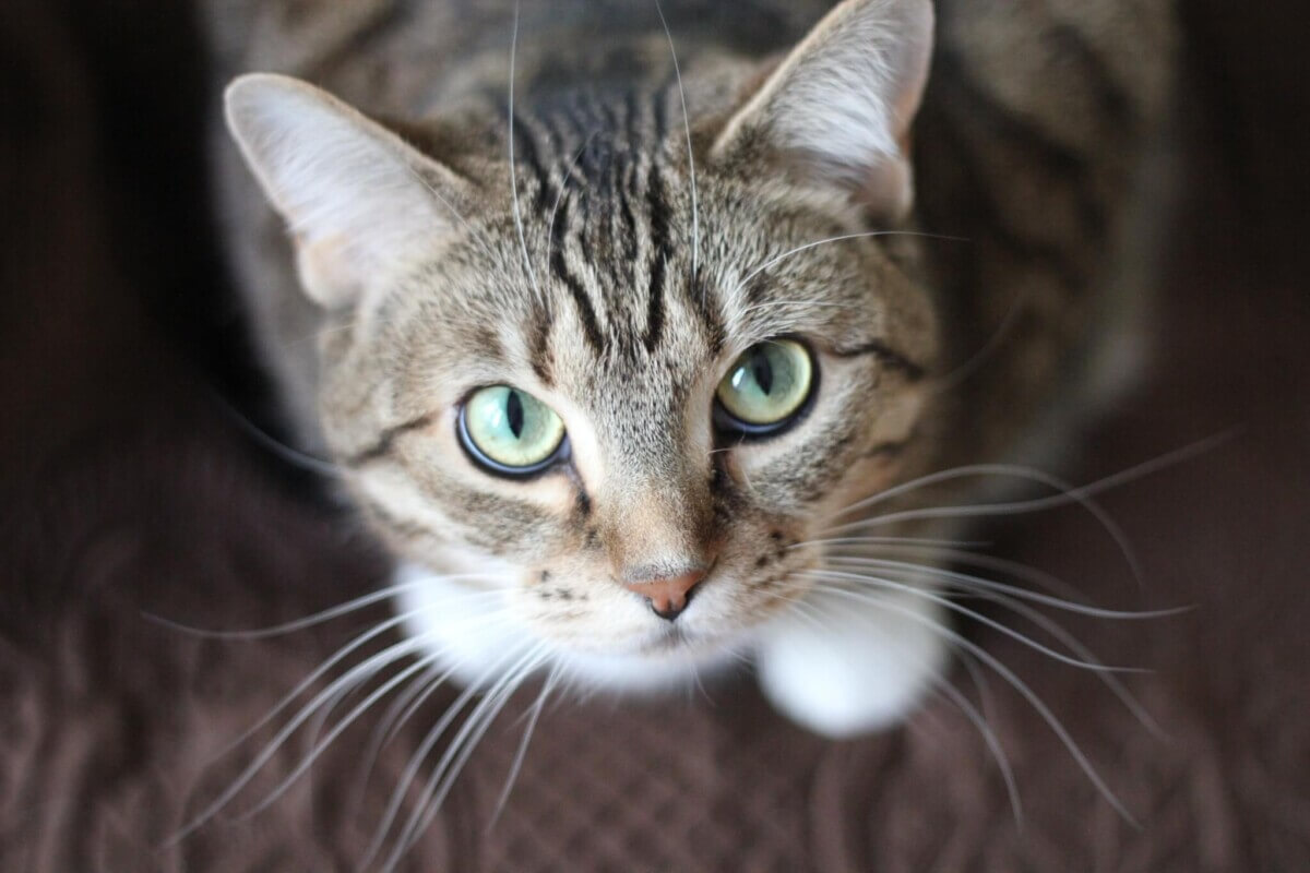 cat-whiskers-kitty-tabby-20787