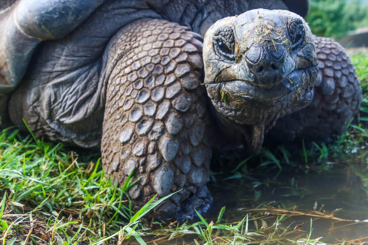 closeup-photo-of-galapagos-tortoise-1201431