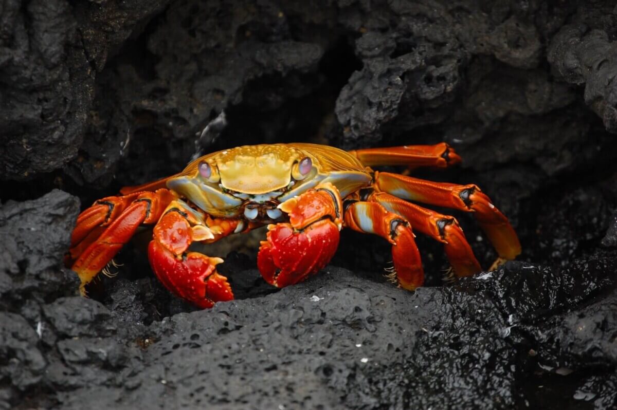rocks-animal-crab-creature-76966