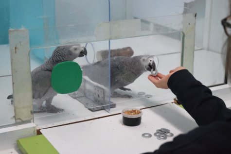 Prosocial parrots