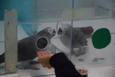 Prosocial parrots