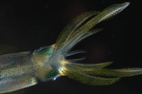 Reef squidq