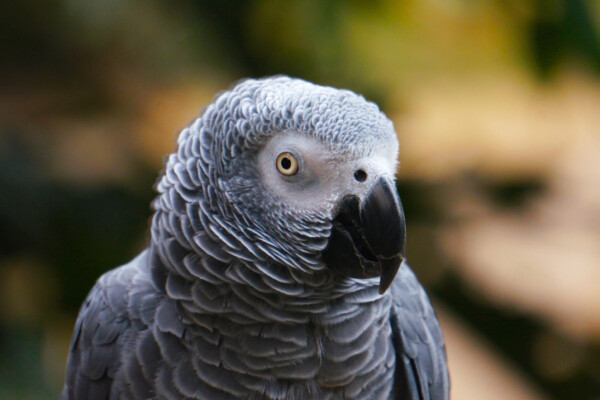 Parrot