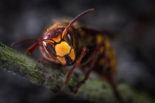 Yellow jacket wasp