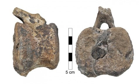 Dinosaur tail fossil