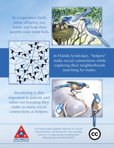 Florida Scrub Jay behavior