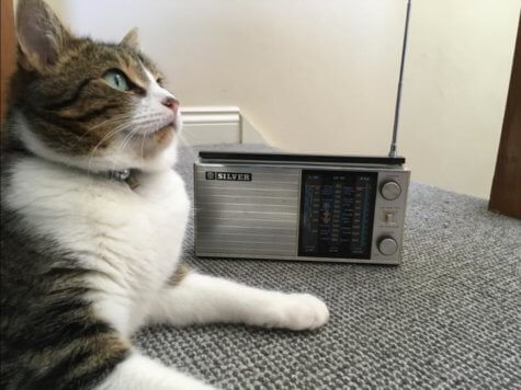 Cat listening to radio