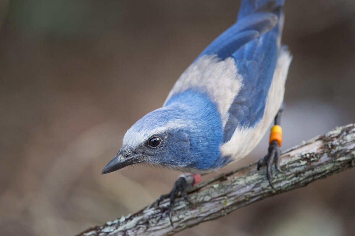 A close up of a curious Florida Scrub Jay perched on a branch.