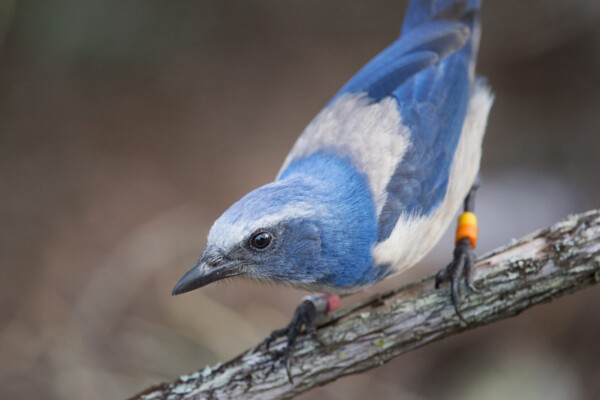 Florida Scrub Jay