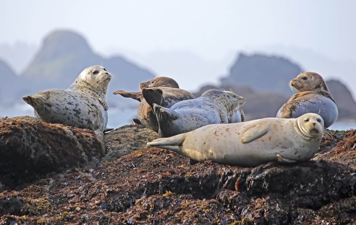 nature-water-ocean-animal-34312