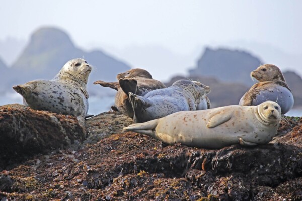 Grey seals ashore
