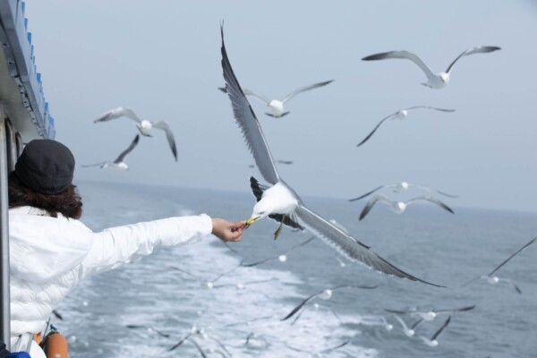 Flock of seagulls