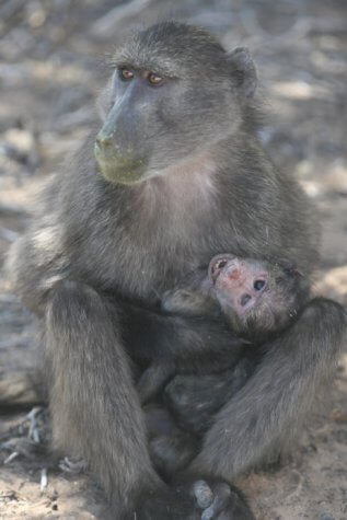 Baboon with baby