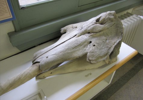 Narwhal tusk