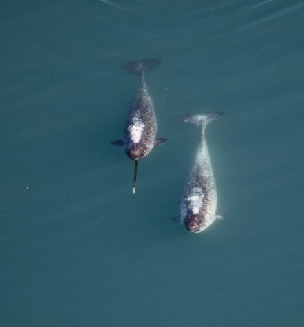 Narwhals