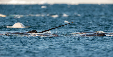 Narwhals