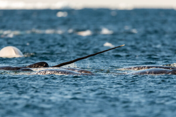 Pod of narwhals feeding at the surface, Lancaster Sound, Baffin Island, Canada.