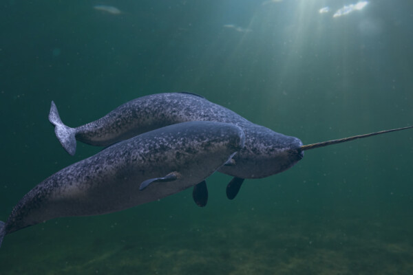 Narwhal couple